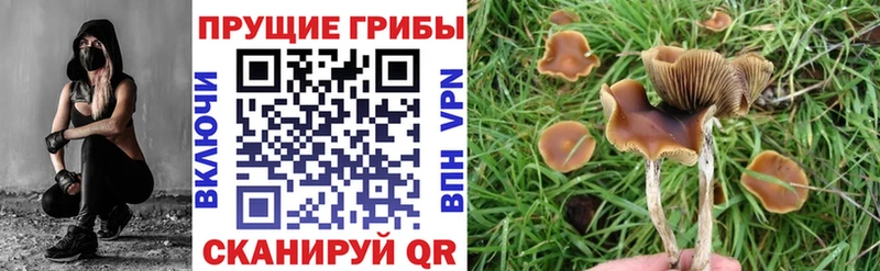 закладка  МЕГА ссылка  Псилоцибиновые грибы MAGIC MUSHROOMS  Грязовец 